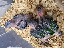 White Belly Caique babies. - Photo 3