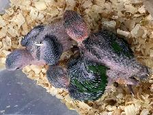 White Belly Caique babies. - Photo 4