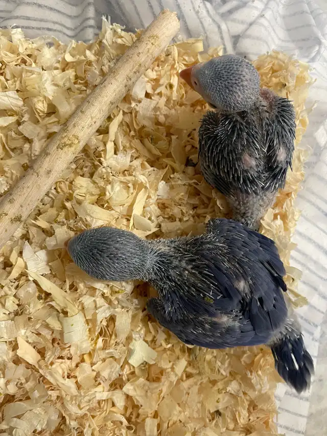 Violet Indian Ringneck babies.