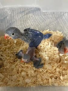 Violet Indian Ringneck babies. - Photo 4