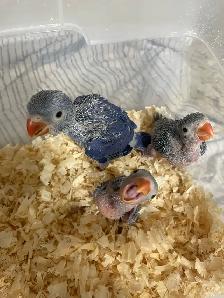 Violet Indian Ringneck babies. - Photo 5