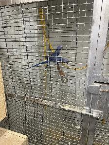 Violet Indian Ringneck babies. - Photo 6