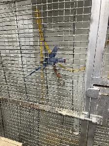 Violet Indian Ringneck babies. - Photo 7
