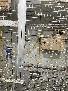 Violet Indian Ringneck babies. - Photo 8