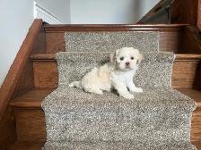 Shichon Puppies! Shih-Tzu x Bichon Frise! AVAILABLE NOW!