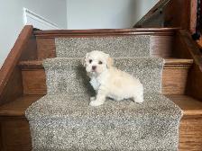Shichon Puppies! Shih-Tzu x Bichon Frise! AVAILABLE NOW! - Photo 2