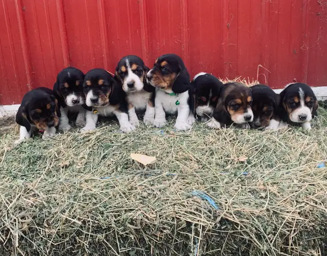 Basset Hound Puppies