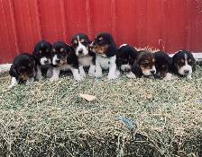 Basset Hound Puppies