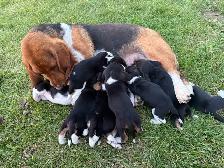 Basset Hound Puppies - Photo 2