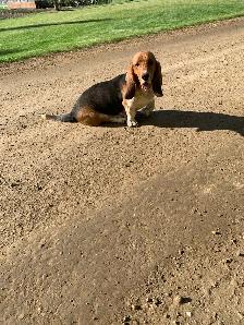 Basset Hound Puppies - Photo 3