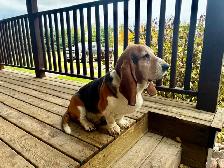 Basset Hound Puppies - Photo 4