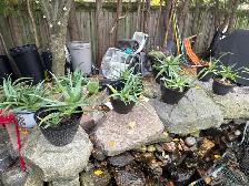 MATURE ORGANIC ALOE VERA