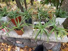 MATURE ORGANIC ALOE VERA - Photo 2