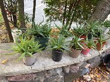 MATURE ORGANIC ALOE VERA - Photo 3
