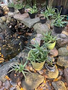 MATURE ORGANIC ALOE VERA - Photo 4