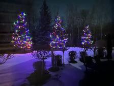 XMAS LIGHTS - SPRUCE TREES