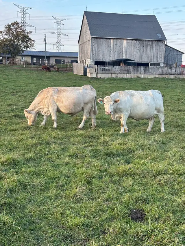 bred cows