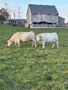 bred cows - Photo 2