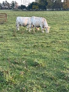 bred cows - Photo 3