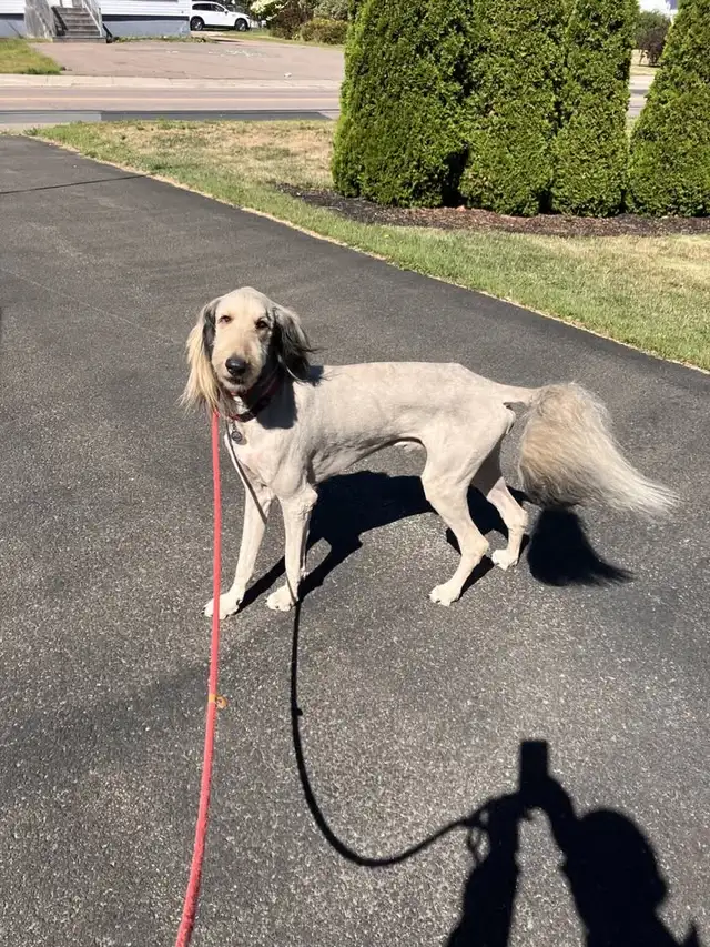 Lovely Dog For Re-Homing