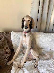 Lovely Dog For Re-Homing - Photo 2