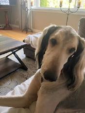 Lovely Dog For Re-Homing - Photo 3