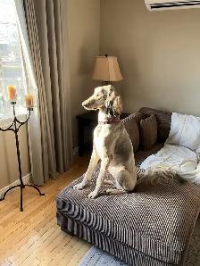 Lovely Dog For Re-Homing - Photo 4