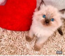 GORGEOUS BABY WHITEMITTTED & CHOCOLATEPOINT RAGDOLLS!! - Photo 5