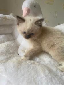GORGEOUS BABY WHITEMITTTED & CHOCOLATEPOINT RAGDOLLS!! - Photo 10