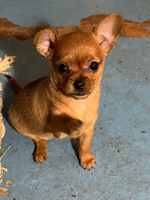 Golden Yorkie/ Pomchi