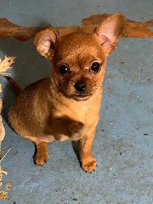 Golden Yorkie/ Pomchi