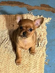 Golden Yorkie/ Pomchi - Photo 2