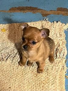 Golden Yorkie/ Pomchi - Photo 3
