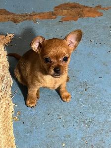 Golden Yorkie/ Pomchi - Photo 4