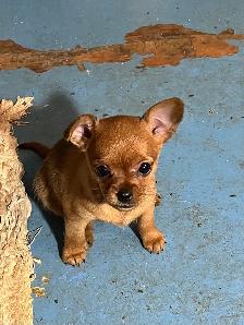Golden Yorkie/ Pomchi - Photo 5