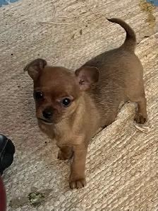 Golden Yorkie/ Pomchi - Photo 6