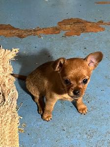Golden Yorkie/ Pomchi - Photo 7