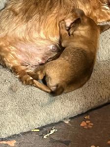 Golden Yorkie/ Pomchi - Photo 8