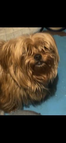 Golden Yorkie/ Pomchi - Photo 9