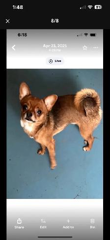 Golden Yorkie/ Pomchi - Photo 10