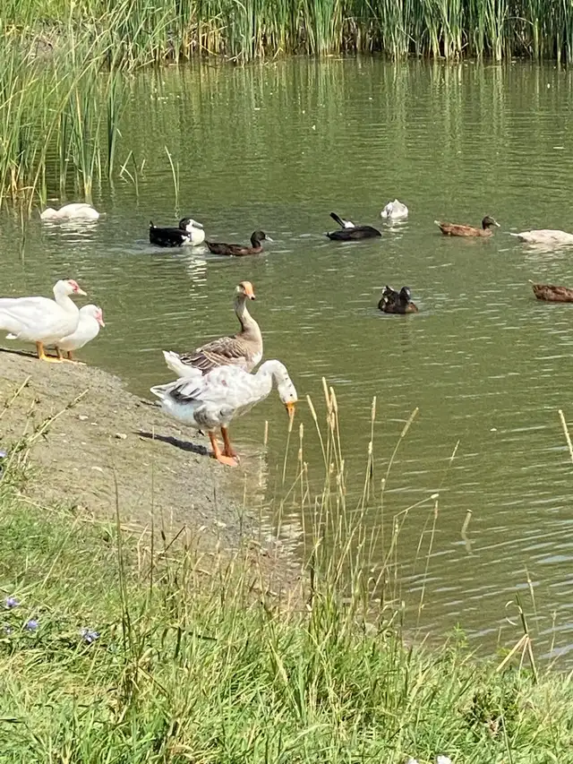 Livestock Sanctuary