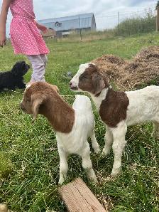 Livestock Sanctuary - Photo 2