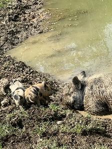Livestock Sanctuary - Photo 3