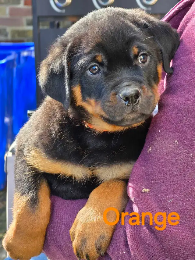 Rottweiler Puppies