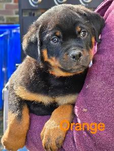 Rottweiler Puppies