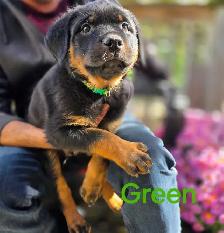 Rottweiler Puppies - Photo 2
