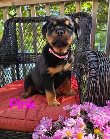 Rottweiler Puppies - Photo 3