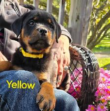 Rottweiler Puppies - Photo 4