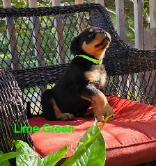Rottweiler Puppies - Photo 5