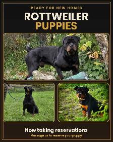 Rottweiler Puppies - Photo 6